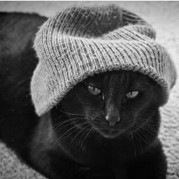I'm from the twin cities. I love to meander around downtown. I may or may not be a cat.
