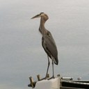 Mel Cope - @melcope11 - Twitter