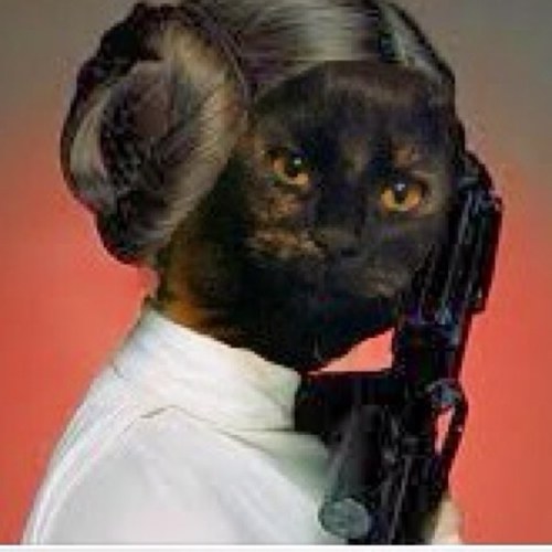 Leia_Troi's profile picture. Get your paws off my bunz. We are #JediKittens hear us mew! Daughter of @beta_troi. @Brodie_Dog my Uncle. Brofurs are @obi_troi & @Q_troi