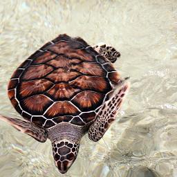 To ensure the preservation and protection of threatened and endangered sea turtles, working within federal and state guidelines.