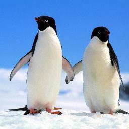 Hımm uyuşuk böyle paytak paytak yürüyen penguen istemez miydiniz?!..
