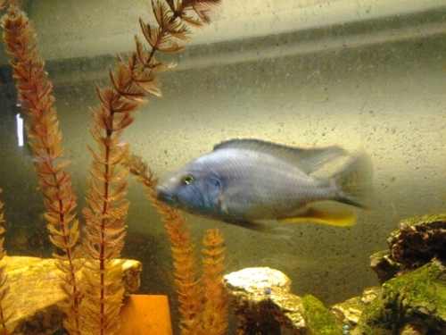 Over 30 years experience breeding South American & African Cichlids. Family owned & operated. Facebook/waldo.willams.56