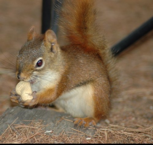 Rodent of Doom