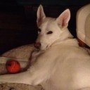 Dan Conners - @dpcchgo773 - Twitter