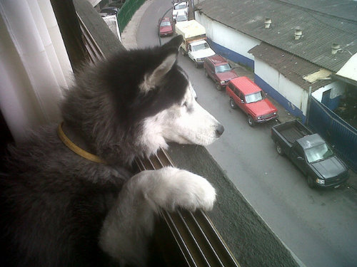 giankrojas's profile picture. 