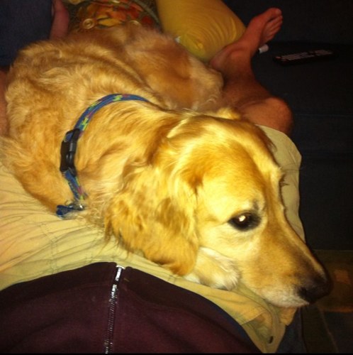 Phish, Dead, Arsenal FC, my dogs, food, beer, swim+bike+run, Oracle Utilities, Lehigh University, Williston VT