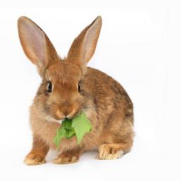 RabbitFoodNow's profile picture. #Nutritions and #Health information in Bite Size Pieces.