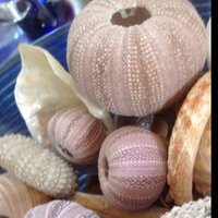 Trish Payne (@urchinshell) 's Twitter Profile
