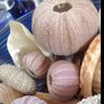 urchinshell's profile picture. 