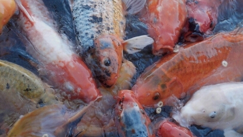 TifarahP's profile picture. Runner. Educator. Real Person.