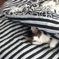 Kathy WHALIN (@kathyzoey0512) 's Twitter Profile