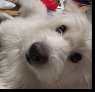 ninjakiwiMcewen's profile picture. 