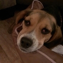 Derek corrigan - @DCozark11 - Twitter