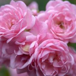 Passionate about what is beautiful & soulful. Life is the canvas on which we paint our days - fill it with the colors of your dreams as you follow your heart.
