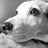 kaki_pi_'s profile image