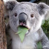 🐨 Doc Koala 🐨 only accepts Amex (@docnox) 's Twitter Profile