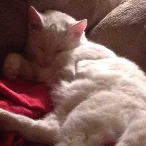 Chrissysue00114's profile picture. 