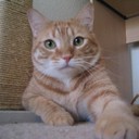 Caspar Lin - @ilovehanjan - Twitter