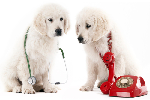 Doorstep Vet exists to bring gentle veterinary care conveniently into the comfort of your home.