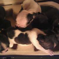 I love french bulldogs