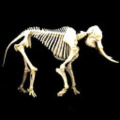 are #elephants soon extinct ? let's prevent it ...