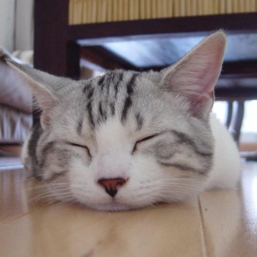Beeさんのプロフィール画像