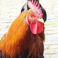 tee-yoo (@heepapsie) 's Twitter Profile