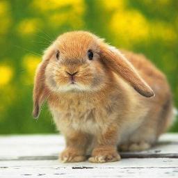 自分の興味のある事、思いついた事、いろいろつぶやいてみたいと思います。