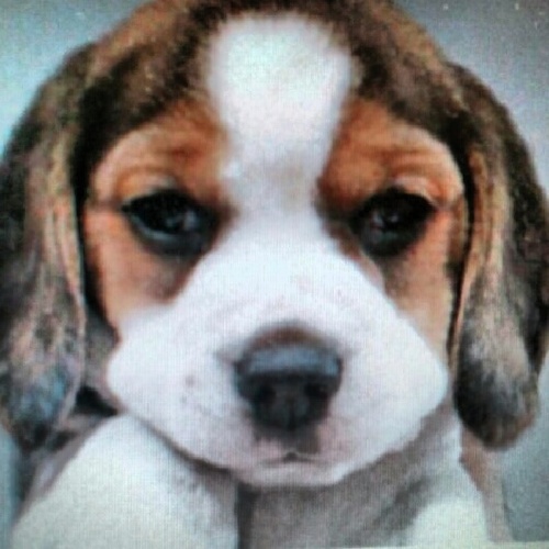 Fankaztik's profile picture. ☆l Love Fantastic Show!