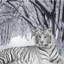 tiger12780's profile picture. 