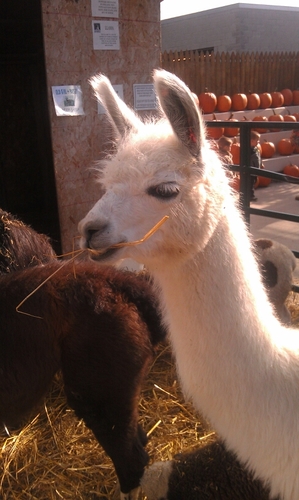 murdocktweets's profile picture. 