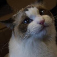 TOMMY (@nekome_e) 's Twitter Profile