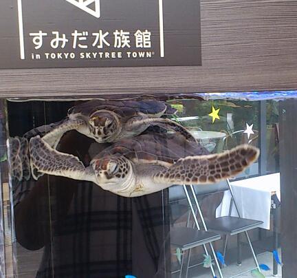 おーぬまかも