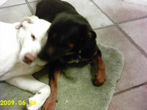 actafool's profile picture. 