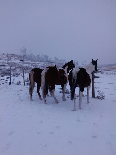 Working 800 Herforda Breaking 30 colts, Husband to @Lauren_vdd , Passion for farming and ranching