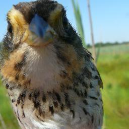 Postdoc @SUNYESF | conservation biologist studying #SHARPbirds & NY #GLPIPL | VP of @OnondagaAudubon | ornithology, conservation, management | she/her