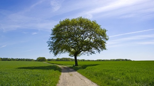 Tree hugging, cat-herding, social psychology-loving optimist