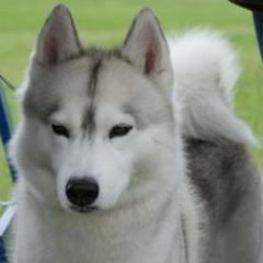 ✿ ✿ I am Alaska. I like to do as much as possible in raising funds for different charities and causes, and I LOVE my fans!! ✿✿