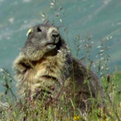 Research findings and news from a long-term study of Alpine marmot.   Researchers from University of Lyon and Autonomous University of Barcelona.