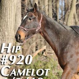 Giving all racehorses a 3rd chance @ life.Founded after rescuing OTTB Sunny Defrere fr slaughter.Renamed Banzai for Japanese cheer repeated3x,meaning Long Life!
