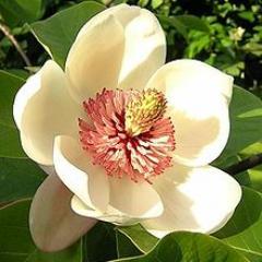 Magnolia Products Online help you, your family and friends to browse and buy a variety of many informational products for your home or office.