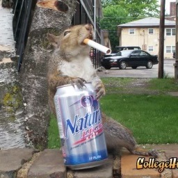 At UOG, even the campus Squirrels know how it's done. TIme to go nuts