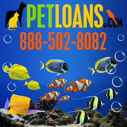 PetLoans's profile picture. Finance your pet and pet supply purchase!