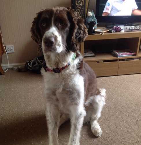 Woof! I'm Sammy and i love to chase rabbits and cats. Springers and Spaniels are just the best! Feel free to tweet me i love to make friends!