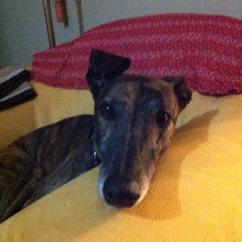 Christ follower ( as best I can) mother of a fine son, Muvva to Bert the retired greyhound