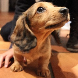 Rufushoundregan's profile picture. I am a long haired miniature dachshund enjoying my family and creating mayhem.