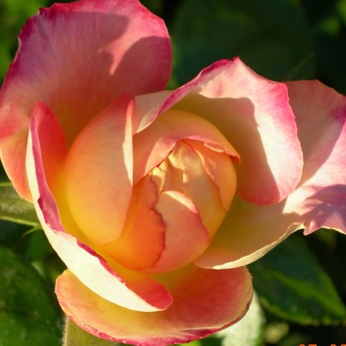 sdondo317's profile picture. Wife 💍
Stay-at-home Mom  🤷🏼‍♀️                 
Hockey Mom 🏒 
Dance Mom👯‍♀️