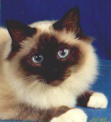 CatRescues's profile picture. Help the CATS & Save them! Help US! http://t.co/DNp9gTMUKe