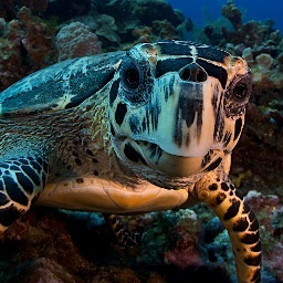 Sunset House - Grand Cayman's Hotel for Divers by Divers