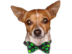 DogsAcrossOz's profile picture. Dogs Across Australia lists ALL Australian pounds & many Rescue Shelters. Find them on our website.